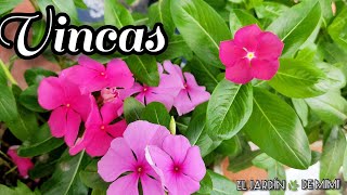 Vincas con fuerte plaga | Cómo atacarlo | hojas pegajosas y deformes 🍂🌿