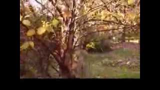 How to Prune a Betula Nigra