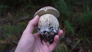 阿德莱德山冬季采摘各种免费山珍 Mushroom Foraging in Adelaide Hills