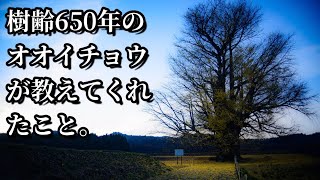 【樹齢650年】赤井の大イチョウが教えてくれたこと　悩んだらここ　癒し　会津