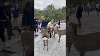 日本のお辞儀をする鹿：奈良公園の不思議な住人 | Nara Park deer 🦌 in japan