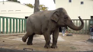 20180114 王子動物園のズゼ