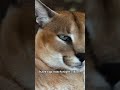 caracals wild cats that defy gravity caracal animalshorts wildlife animalsworldwide shorts