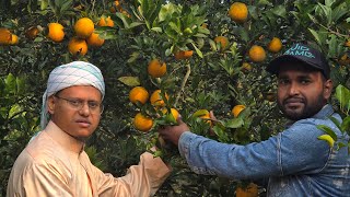 প্রাকৃতিক বাগান থেকে সরাসরি লাইভ সুস্বাদু রসালো সুমিষ্ট সুঘ্রাণ spk MNK