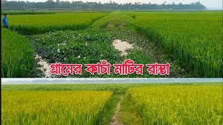 গ্রামের কাচাঁ মাটির রাস্তা। ফসলের ক্ষেত ।View of the dirt road of the village #bangla_amar_sekor