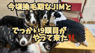 【猟師んちの7ボーダーズ】冬に換毛期なJIM💦【でっかい9頭目もやって来た！】