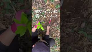 竹伐ったところに植樹した #耕作放棄地 #放置竹林 #キャンプ場作り