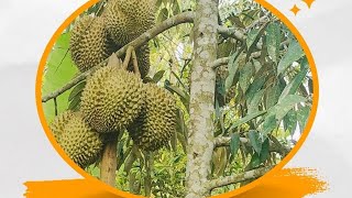 Berkunjung ke Kebun Durian