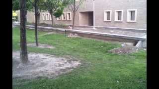Kit Fox UFC