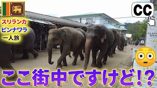 スリランカで圧倒的No.1のおすすめスポット！数十頭のゾウが街を歩くピンナワラ！🐘🐘🐘