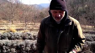 Truffles/ტრუფელების მწარმოებლები