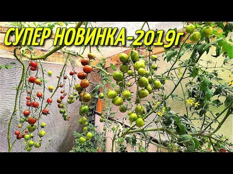 Томат Софа Фото