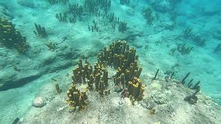 Champagne Reef auf Dominica