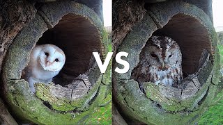 Barn Owl vs Tawny Owl | Bomber Show's Gylfie's New Mate Who's Boss | Luna \u0026 Bomber | Robert E Fuller