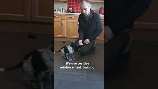 How to train a cocker spaniel puppy to sit 🐕🐕‍🦺🐾 #shorts