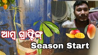 ଆମ୍ବ ଗ୍ରାଫ୍ଟିଙ୍ଗ୍ season ଆରମ୍ଭ // ୧୦୦% ସଫଳ ଆମ୍ବ ଗଛର କଲମୀ Odia Gardening : Santanu Rath Odia Vlogs