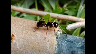 Polyrhachis rastellata worker ant foraging