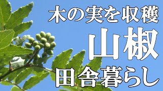 【標高800mの田舎暮らし】実山椒を収穫してアク抜き。オイル漬けを作り保存する午後｜50代夫婦｜村暮らし