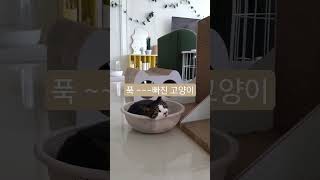 다이소 바구니에 푹 빠진 고양이 결국~