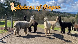 Alpacas of Oregon | Sherwood | Feeding Alpacas