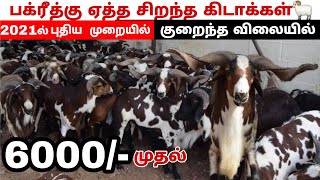 6000₹ முதல் பக்ரீத்கு சிறந்த கிடாக்கள் // Bakrid Goat Farm In Tamilnadu | Low Price Goat Market.....