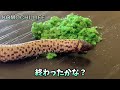 コモチミミズトカゲ〜モグモグタイム〜