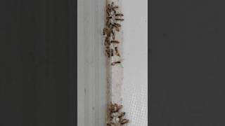 Sugar Ants Feeding On Gel Baits - Pest Control Singapore