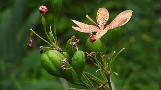 ヒオウギLeopard flower（檜扇、学名:Iris domestica）アヤメ科アヤメ属　DSCN6117