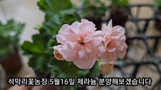 5월16일 석막리꽃농장 제라늄분양합니다   랜덤분양도 신청받아요 댓글은 최신순으로보세요