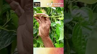 വെറ്റില പറിച്ചെടുക്കേണ്ടത് എപ്പോഴാണ് 🌿? | Vettila Krishi | Betel Leaf Farming |Vettila Farmer Kerala