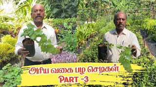 Rare fruit varieties in our Greenland Nursery II அரிய பழ வகை மரக்கன்றுகளின் புகலிடம்!