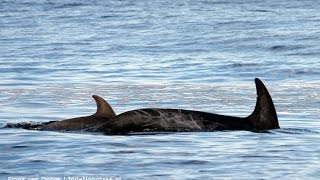 What does the ocean tell us? The voice of Risso dolphins