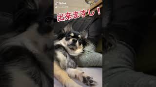 TikTokで少し人気のチワワの小鉄さん  #チワワの小鉄さん　 #TikTok #ぐっさん