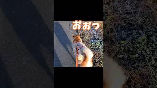 朝からヒヤヒヤするぜ#柴犬#まっすぐ帰ろ？#朝の散歩で１日の８割終わった感