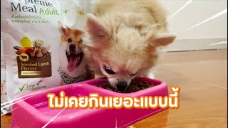 Review Pawdy - คุณน็อตพ่อน้องน้ำหวานชิวาว่าอายุ 10 ปี เล่าให้ฟังเปลี่ยนน้องจากเบื่ออาหารเป็นกินเก่ง