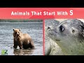 Animals That Start With The Letter S: Listed With Facts!