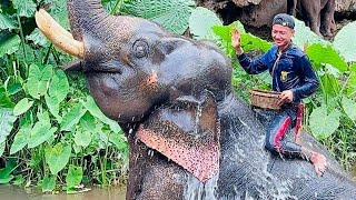 พลายพะเสพอกับควาญวุฒิ ลูกชายคุณหนูนา มีความสุขกับบั้นปลายชีวิตนะคะ #พลายพะเสพอ #ช้างไทย #elephant