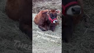 Jersey cows ruminating by the creek #familymilkcow #rawmilk #homesteading