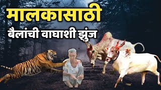 मालकासाठी बैलांची वाघाशी झुंज | The bull fights the tiger for the owner