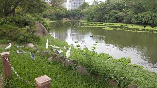 大安森林公園 生態池