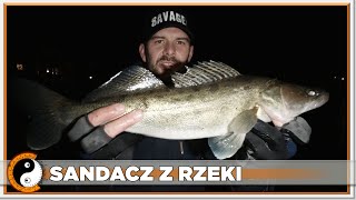 SANDACZ PŁYWAŁ Z WOBLEREM W PYSKU / Łowienie na Spinning / Street Fishing -  RZEKA WARTA