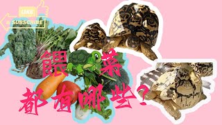 《我的豹龜日記》-- 日常分享vlog--我常備的餵龜菜都有哪些?龜菜都長什麽樣子?