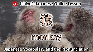 猿 (さる、サル、saru) | monkey | Japanese Vocabulary and the Pronunciation