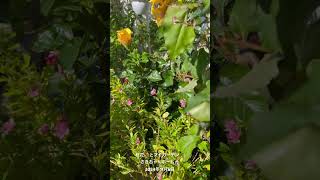 【HD動画】2024年11月6日  秋の花が咲いています。 #flowers #garden #癒し#自然 #naturelovers #薔薇は美しく散る #ばらの花 #rosegarden