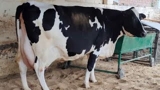 HEAVY MILKER COWS SOLD ALL GOOD BODY \u0026 BREED .