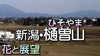 樋曽山。角田山と弥彦山の間、隠れた花の名山。花と展望。