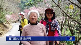 櫻花李花齊綻放 古坑草嶺青山坪賞花爆人潮