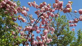 [4K] Beautiful Spring Flower Landscape free video footage | Flower tree, Spring flower