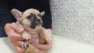 ☆フレンチブルドッグ☆子犬☆ーブサカワ専門犬舎ーBULLDON'S