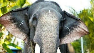 ഉത്രാളി കാവ്  പൂരത്തിന് ഒരുങ്ങുന്ന ആനകൾ.uthrallikaavu  pooram